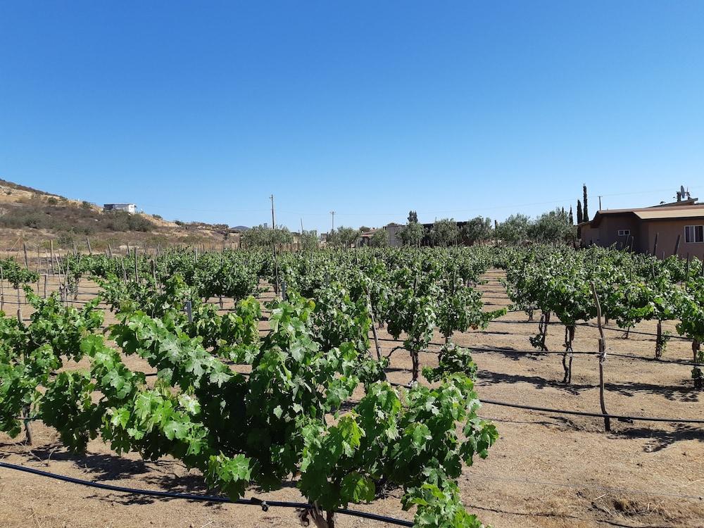 Hotel Meson Del Vino Valle de Guadalupe Exteriör bild